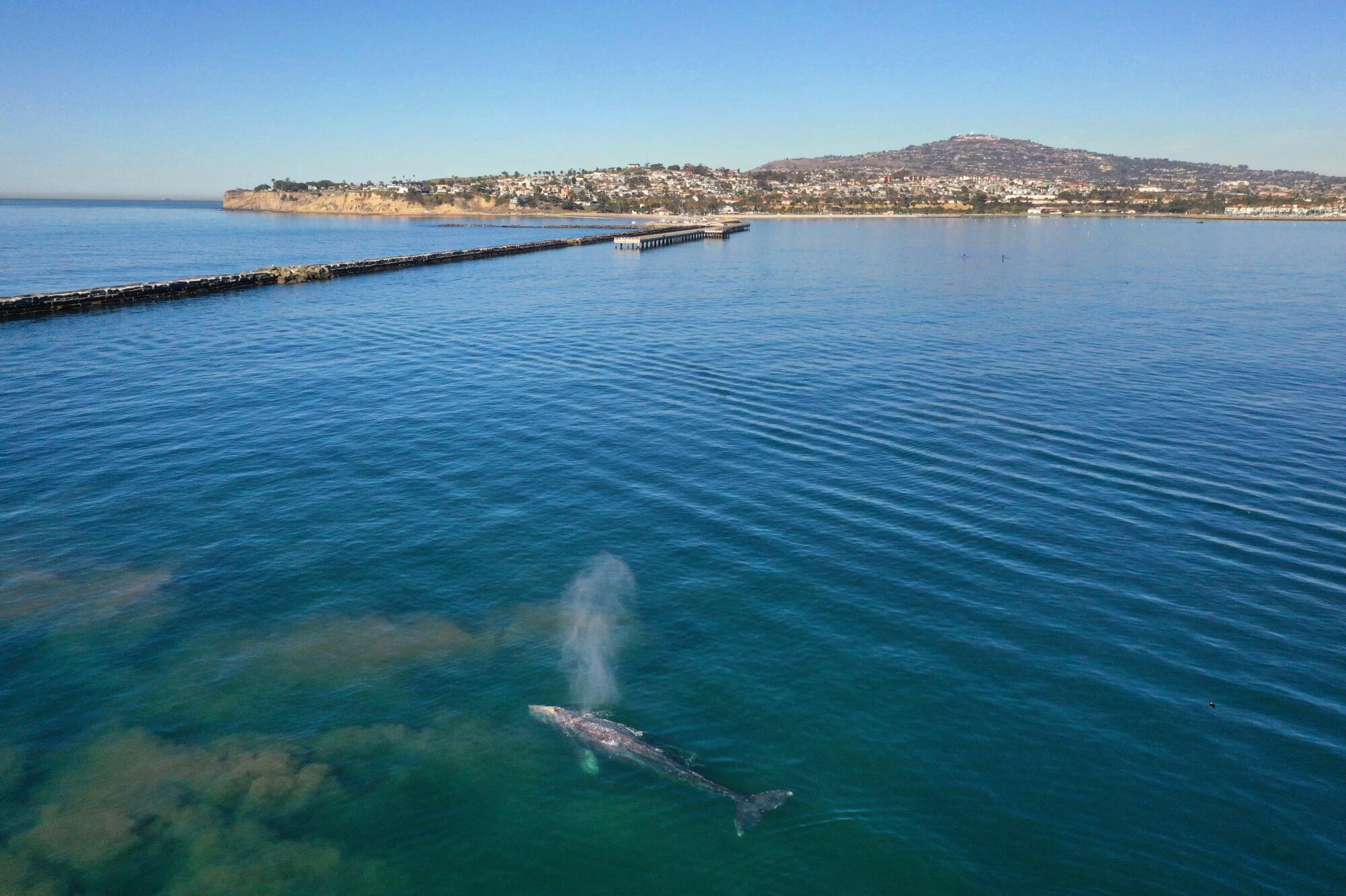 A whale sprays a plume of mist into the air as it swims by land.