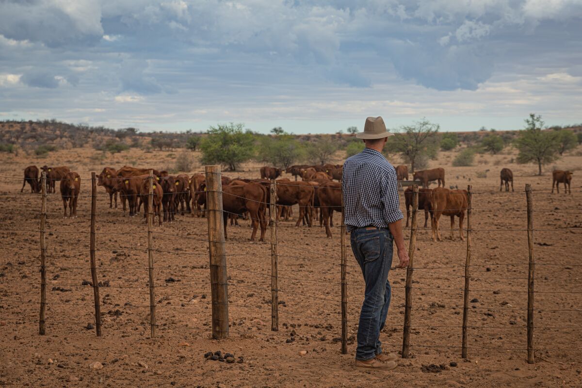 A farmer looks over his cattle in central Namibia. 