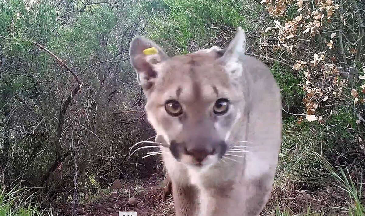 A mountain lion walking in a wooded area