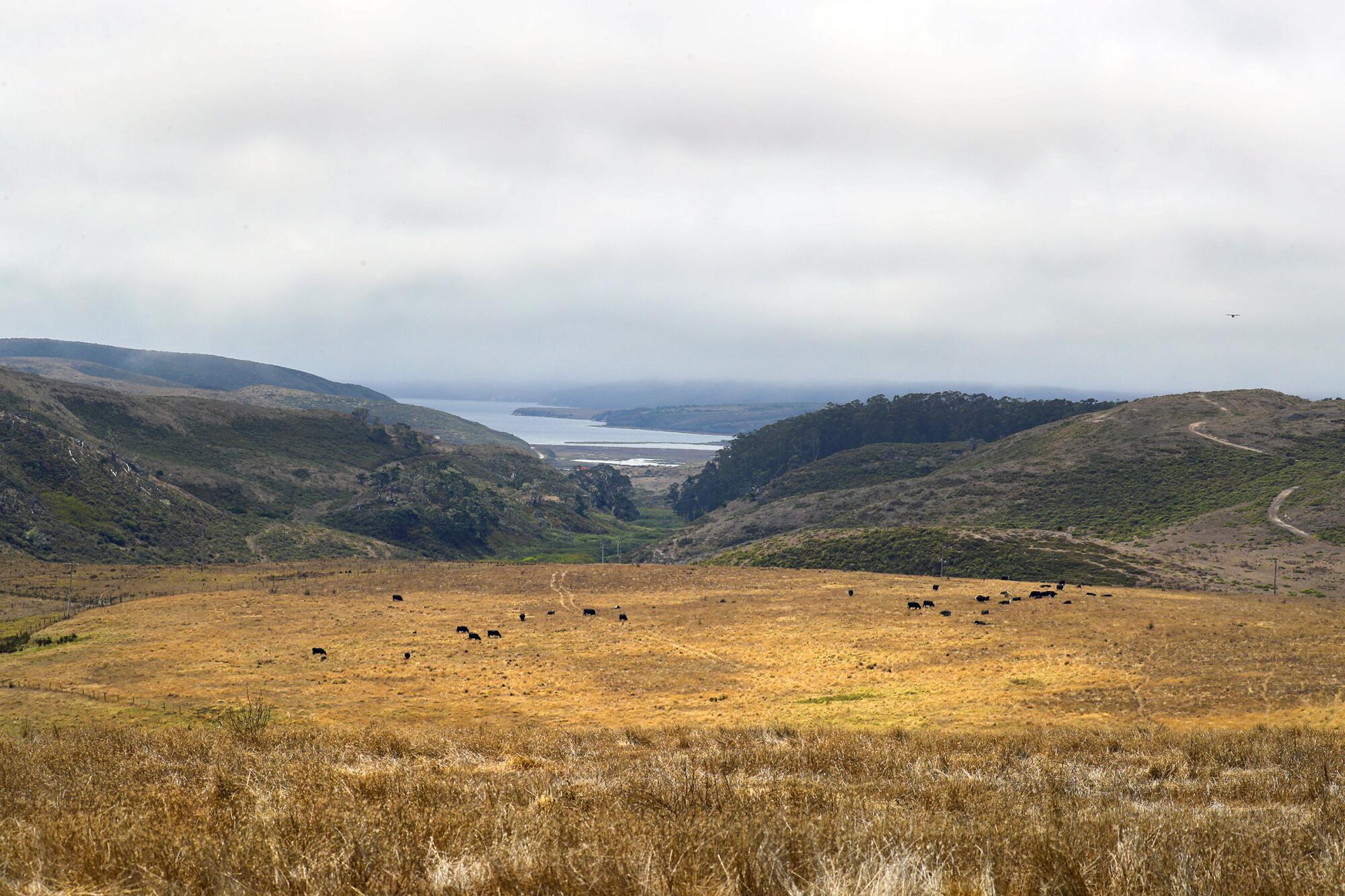 Cattle graze in Point Reyes National Seashore.