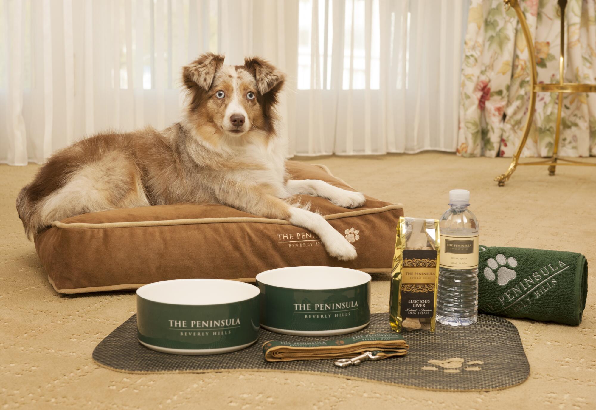 Dog on a dog bed with bowls nearby