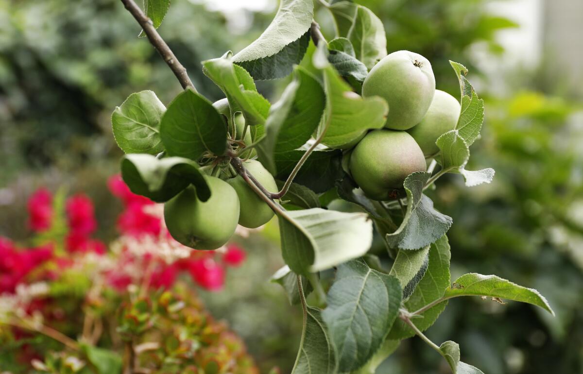 Apples weigh down a tree limb