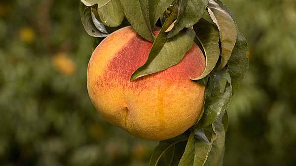 Fairtime Peach Tree