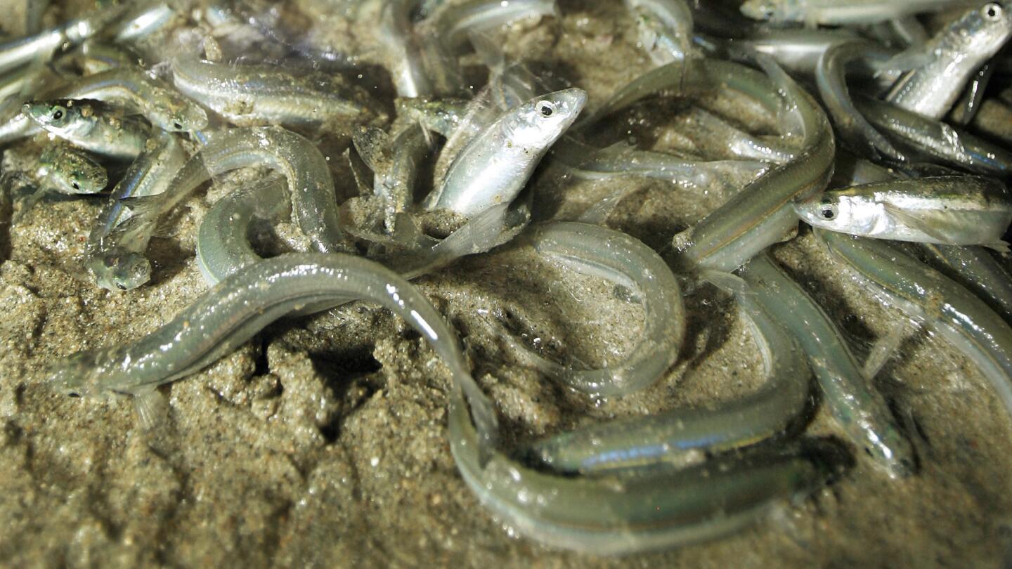 Coronado Beach, with grunion running