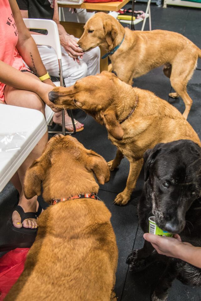 It's ice cream for Murphy (top), Sadie and Sophie while party guest Loki (left) waits his turn.