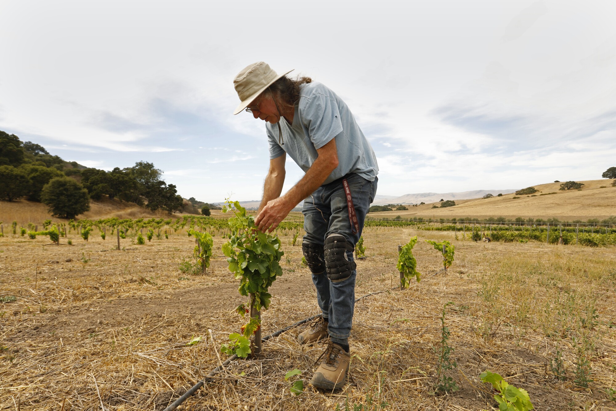 Randall Grahm, founder of Bonny Doon Vineyard, tends some young Grenache Noir vines.