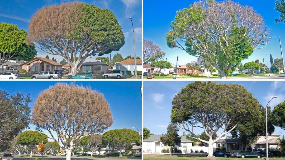 Four photos of ficus trees with brown and yellow leaves and empty branches signaling dieback, a fungal disease.