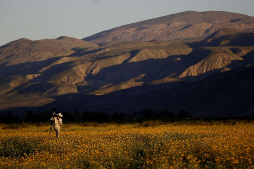 Mike Lightner, 65, of Boulder, Colo., photographs flowers at Anza-Borrego Desert State Park in San Diego County.