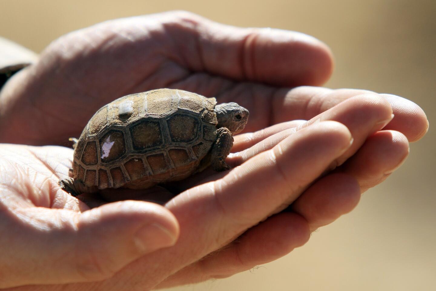 Desert tortoise