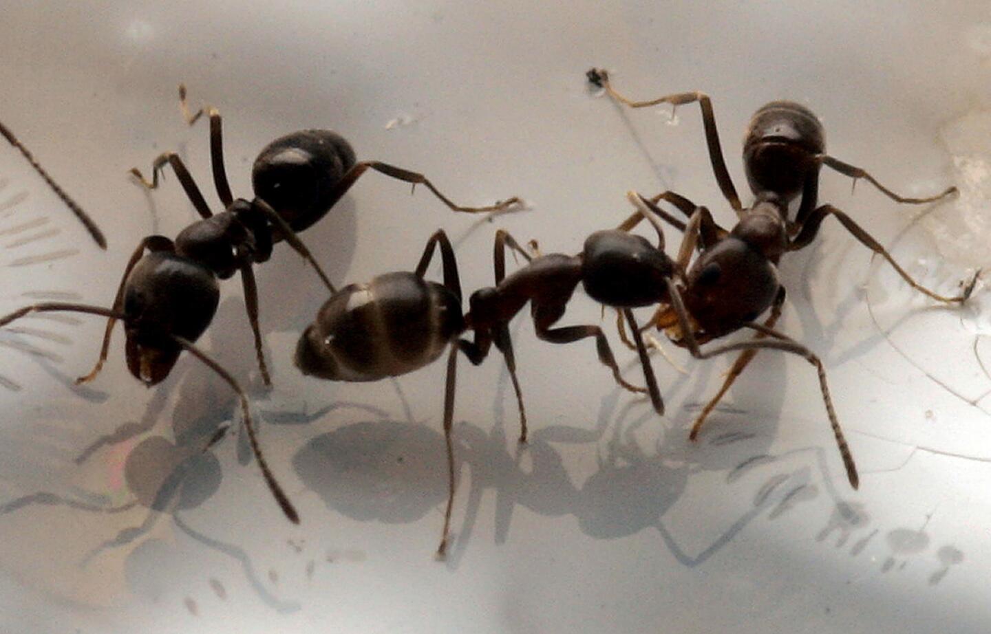When facing oncoming floodwaters, ants use their helpless babies as floating life-preservers - by sticking them at the very bottom of the life rafts that they build with their bodies. It sounds cruel, but it maximizes the group's buoyancy and thus their chances of survival. MORE
