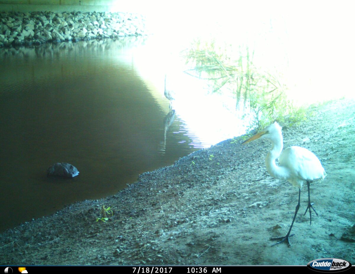 A white heron is captured on camera.