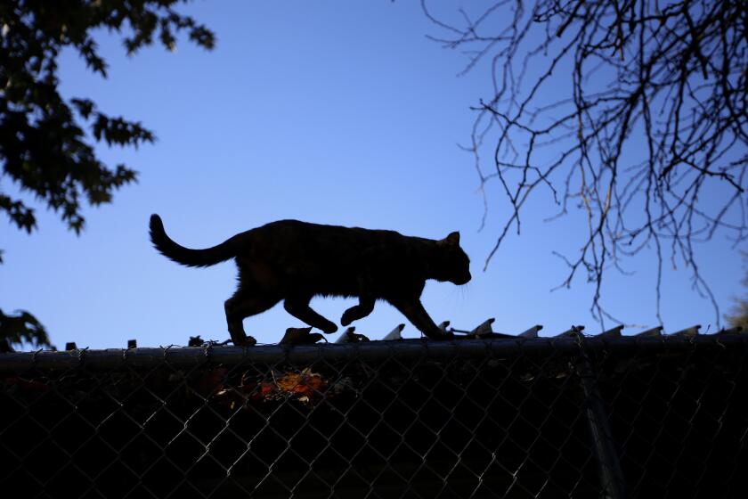A cat scurries across a rooftop at the Cat House on the Kings in Parlier.