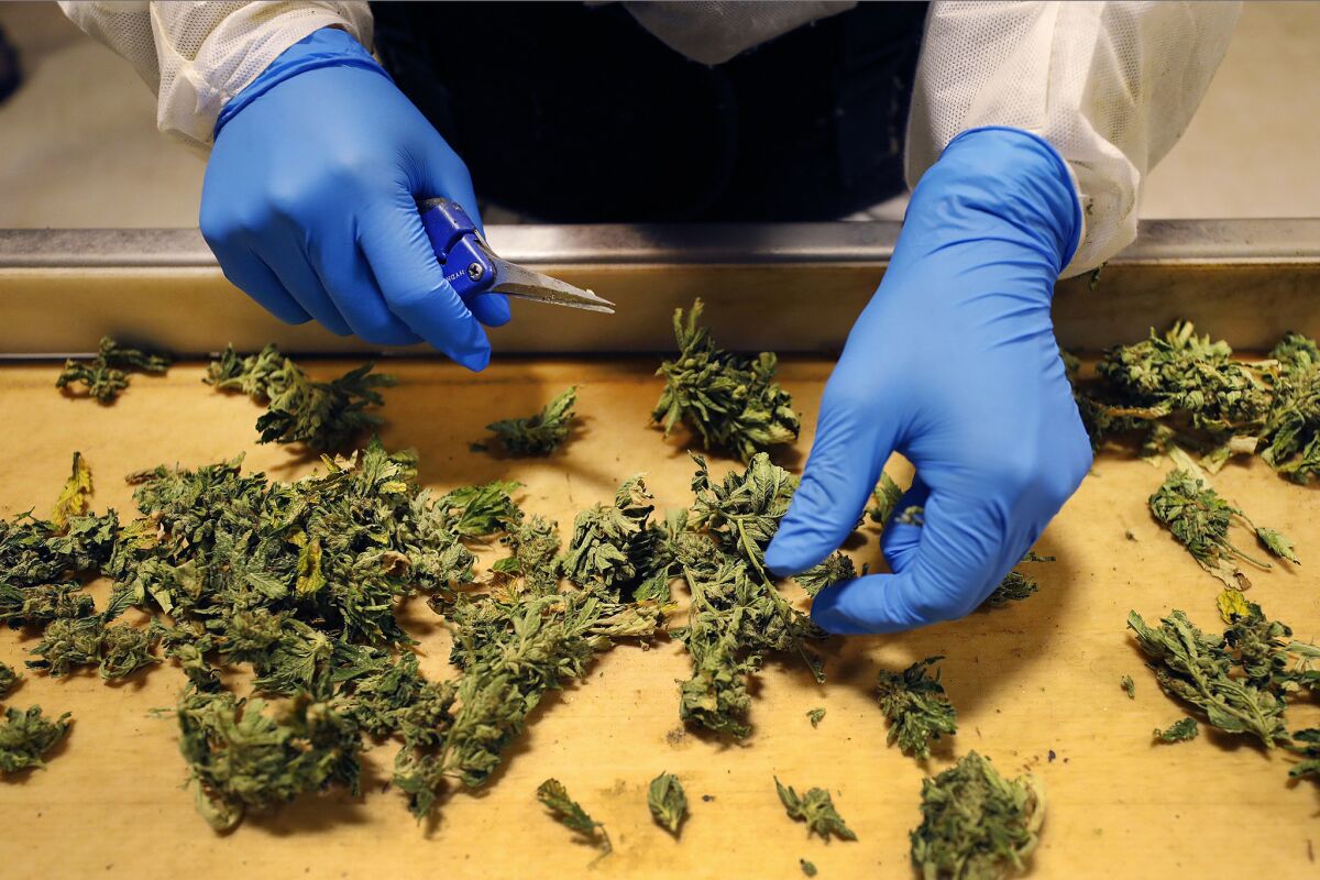 Sorting marijuana in steel-frame greenhouses at Arroyo Verde in Carpinteria. (Al Seib / Los Angeles Times)