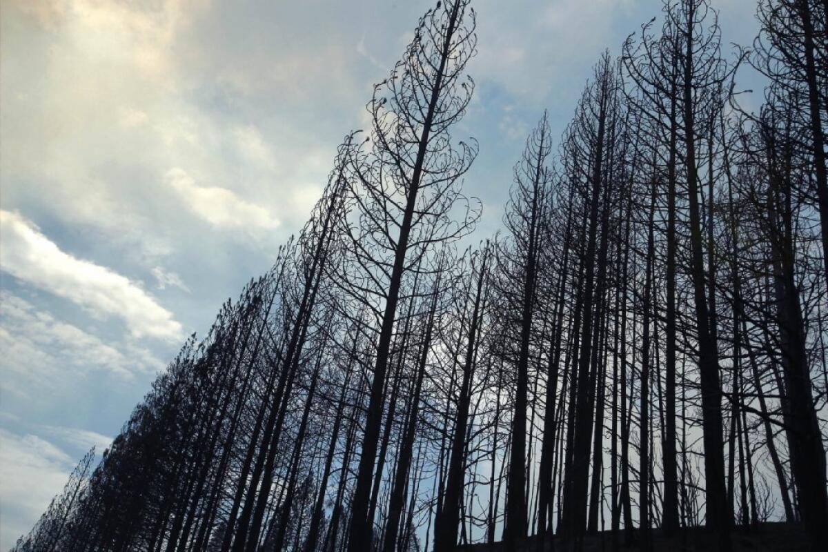 A blue sky behind a stand of charred ponderosa pines along Highway 120, burned by the Rim fire that has eaten up more than 230 square miles and 15% of the state's firefighting budget.