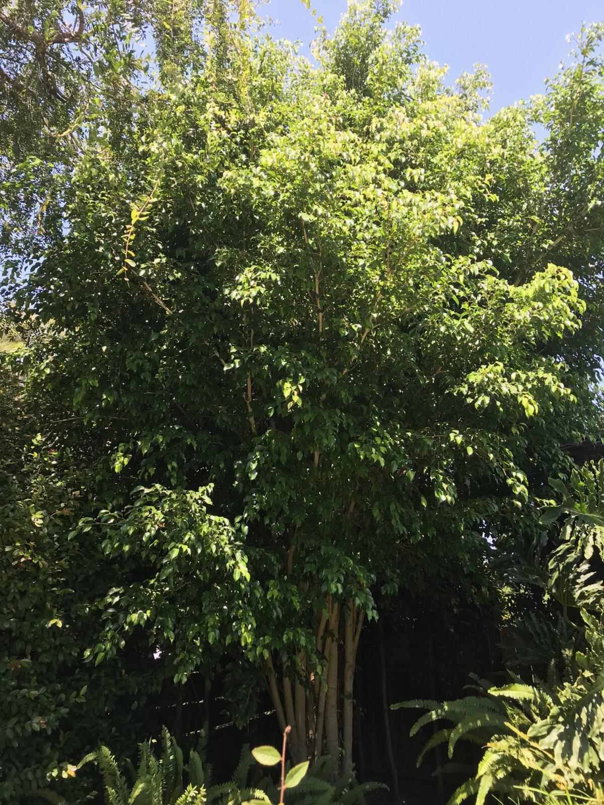 This ficus in Inga's yard has gone from two leaves to 25 feet — and $2,000 in damage.