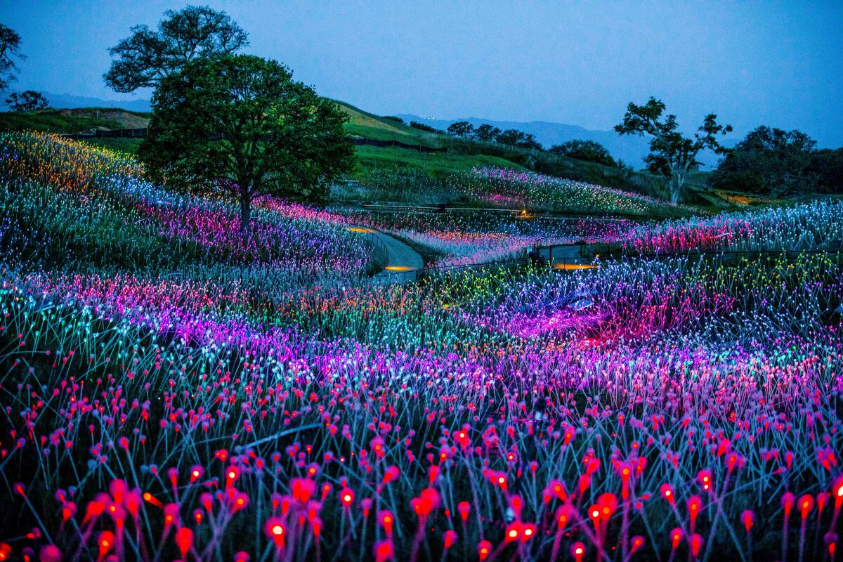 Sunrise over the Field of Light, hillsides full of colorfully illuminated "flowers"