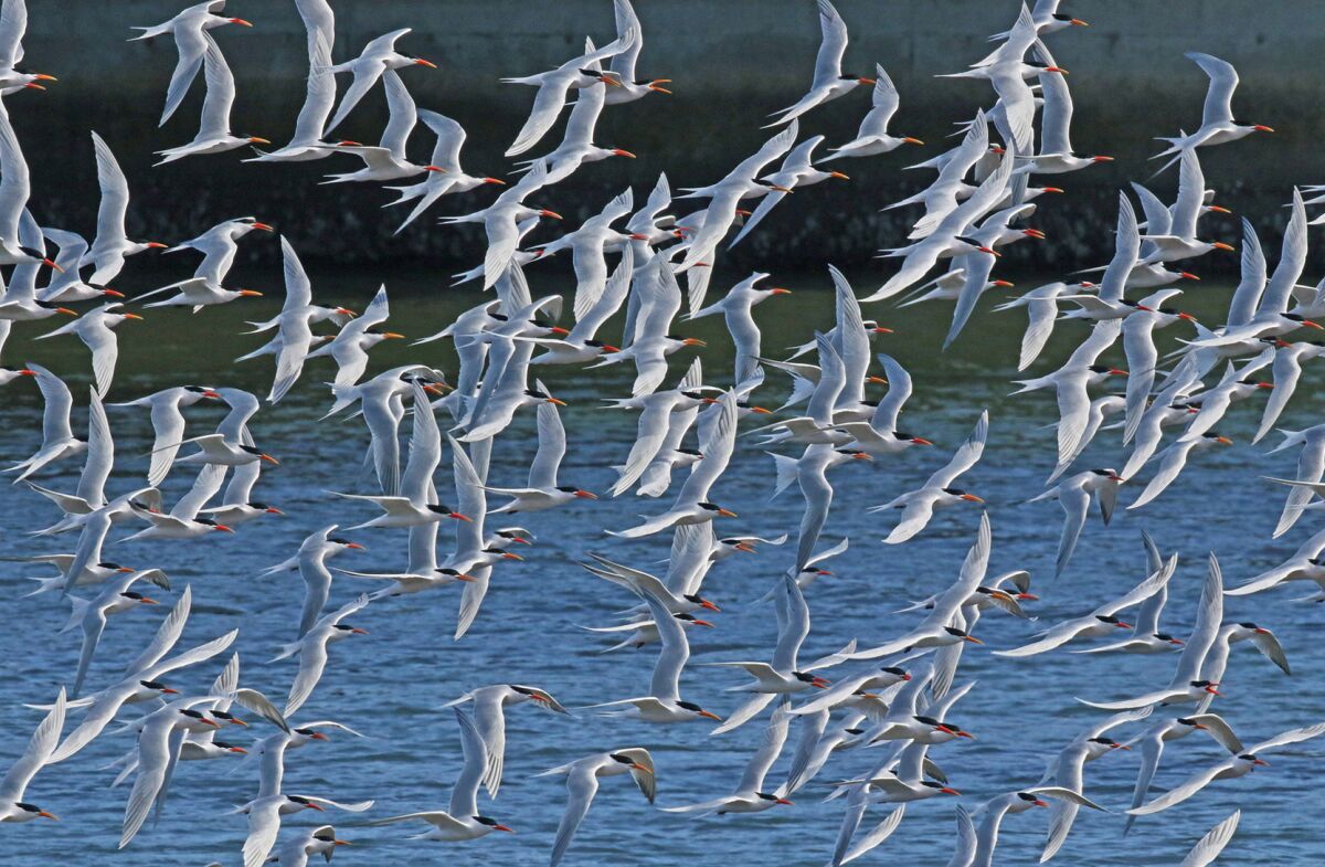 Terns take flight in the Mission Bay Southern Wildlife Preserve at the western end of the San Diego River channel.