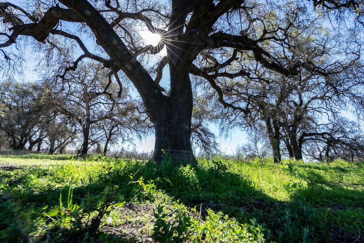 A grove of oak trees.