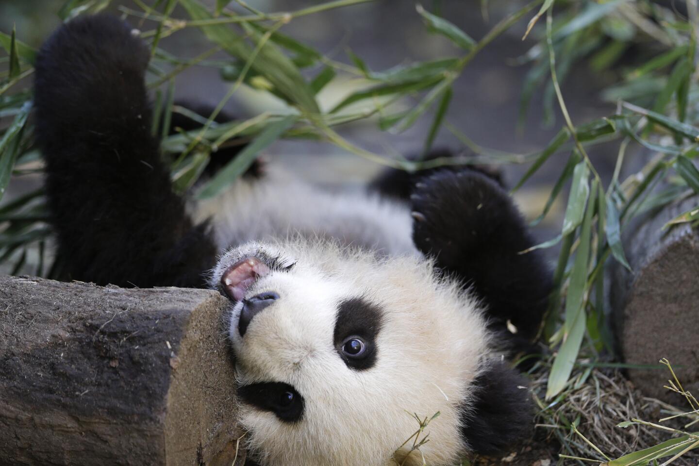 Pandas at U.S. zoos