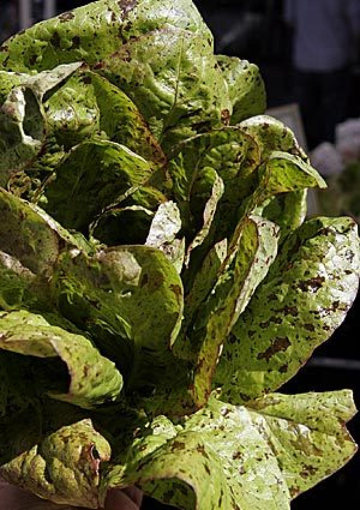 BEAUTY MARKS: Forellenschluss lettuce, a specialty lettuce, is recognizeable by its specks.