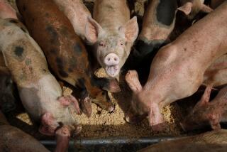 CORRECTS DATE OF ANNOUNCEMENT TO FRIDAY, JAN. 20 INSTEAD OF FRIDAY, JAN. 23 - FILE - Pigs eat from a trough at the Las Vegas Livestock pig farm in Las Vegas, April 2, 2019. The U.S. Environmental Protection Agency says it will study whether to toughen regulation of large livestock farms that release manure and other pollutants into waterways. EPA has not revised its rules dealing with the nation's largest animal operations — which hold thousands of hogs, chickens and cattle — since 2008. The agency said in 2021 it planned no changes but announced Friday, Jan. 20, 2023, that it had reconsidered in response to an environmental group's lawsuit. (AP Photo/John Locher, File)