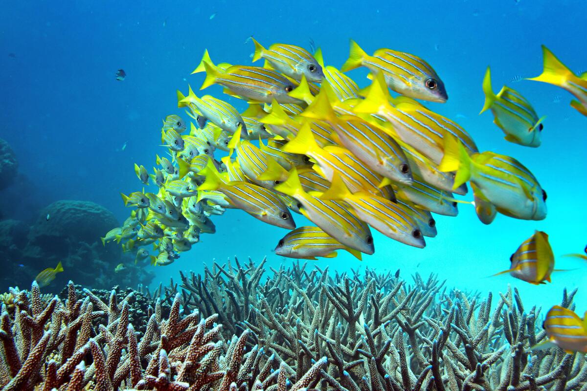A school of fish hovers over the Great Barrier Reef in Australia. An airfare to Cairns, Australia, the jumping-off point for the reef, has dropped to a little more than $1,200.