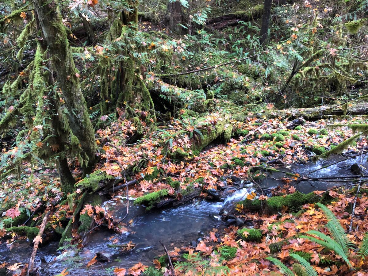 A stream runs through a forest on public lands in western Oregon in autumn.