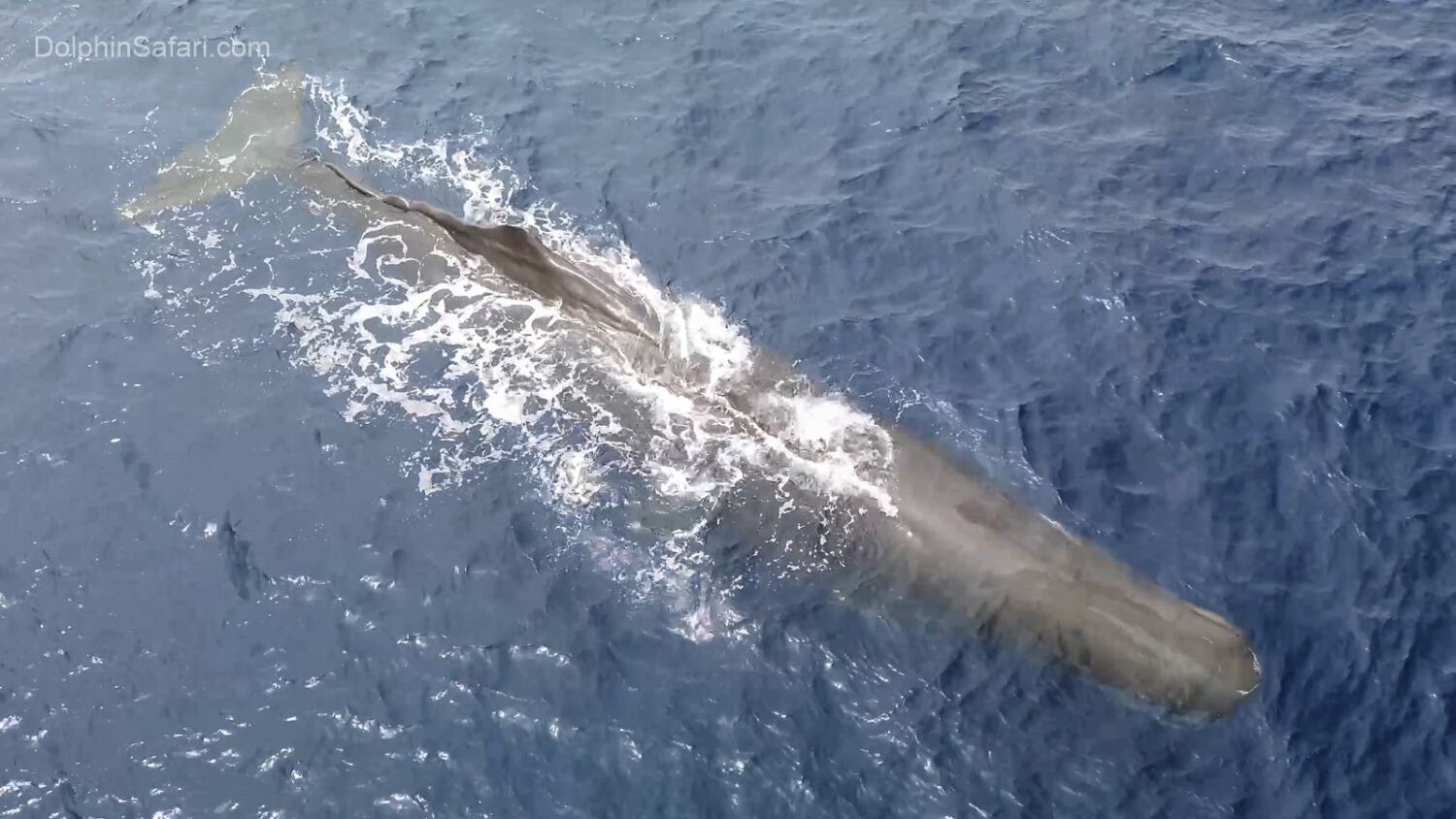 A trio of sperm whales is spotted along the O.C. coast -- a rare sighting of the endangered mammal