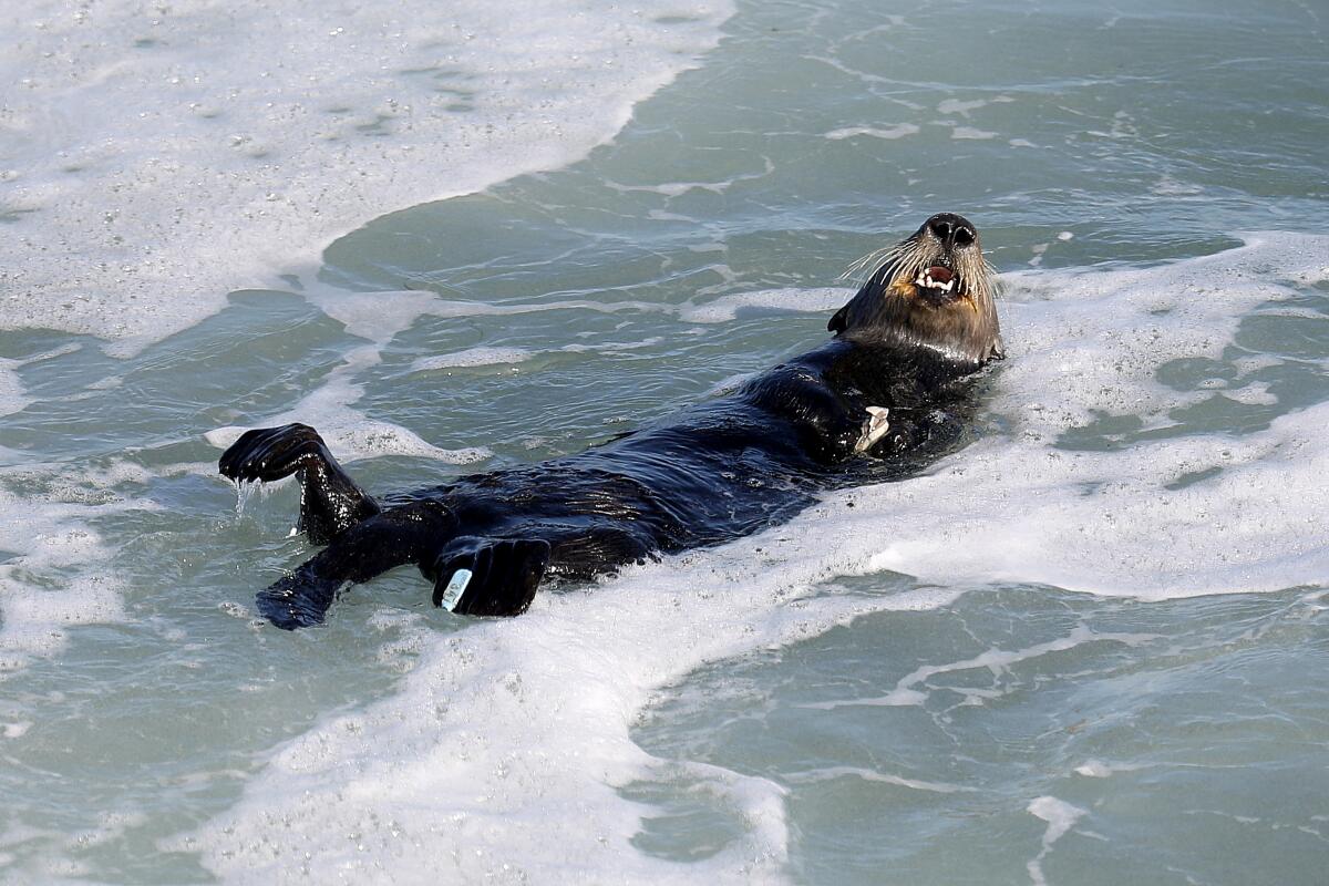 A sea otter is on its back in the water.
