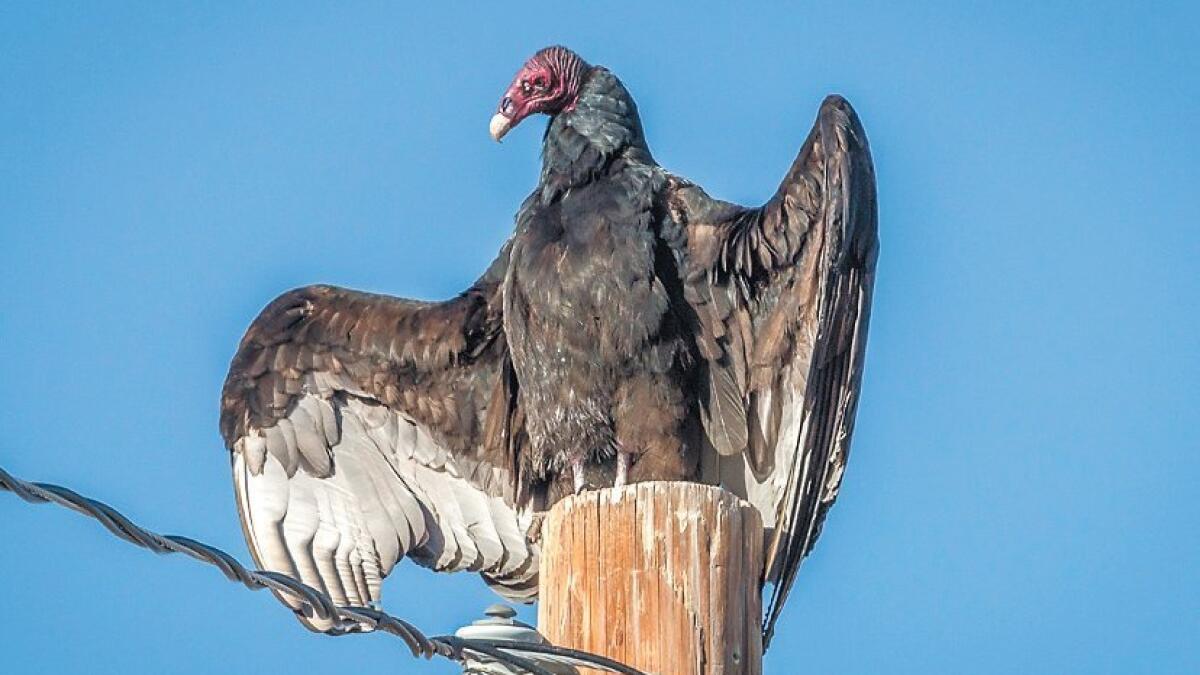 Turkey Vultures  The Outside Story