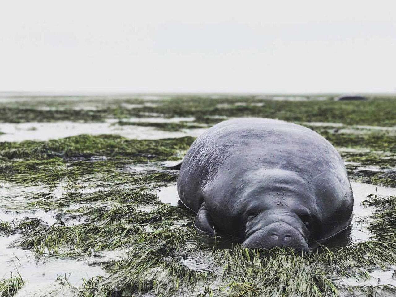 This photo provided by Michael Sechler shows a stranded manatee in Manatee County, Fla., on Sept. 10, 2017. The mammal was stranded after waters receded from the Florida bay as Hurricane Irma approached.