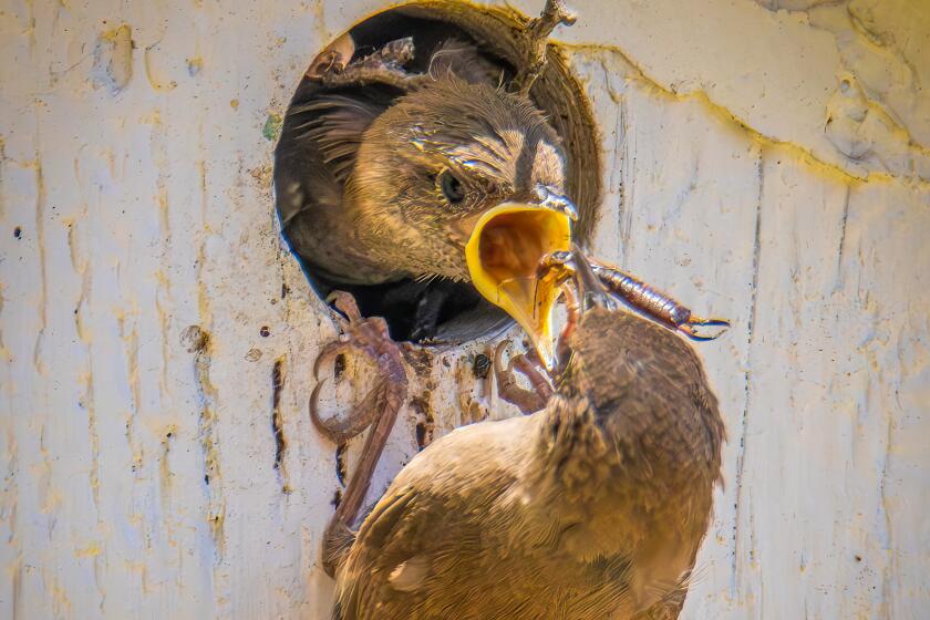 A house wren feeds chicks in the nest box. Four chicks hatched by June 30.