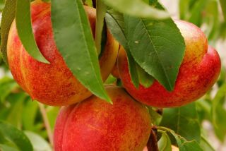 Give your new fruit tree a good start, so it will produce well in the future.