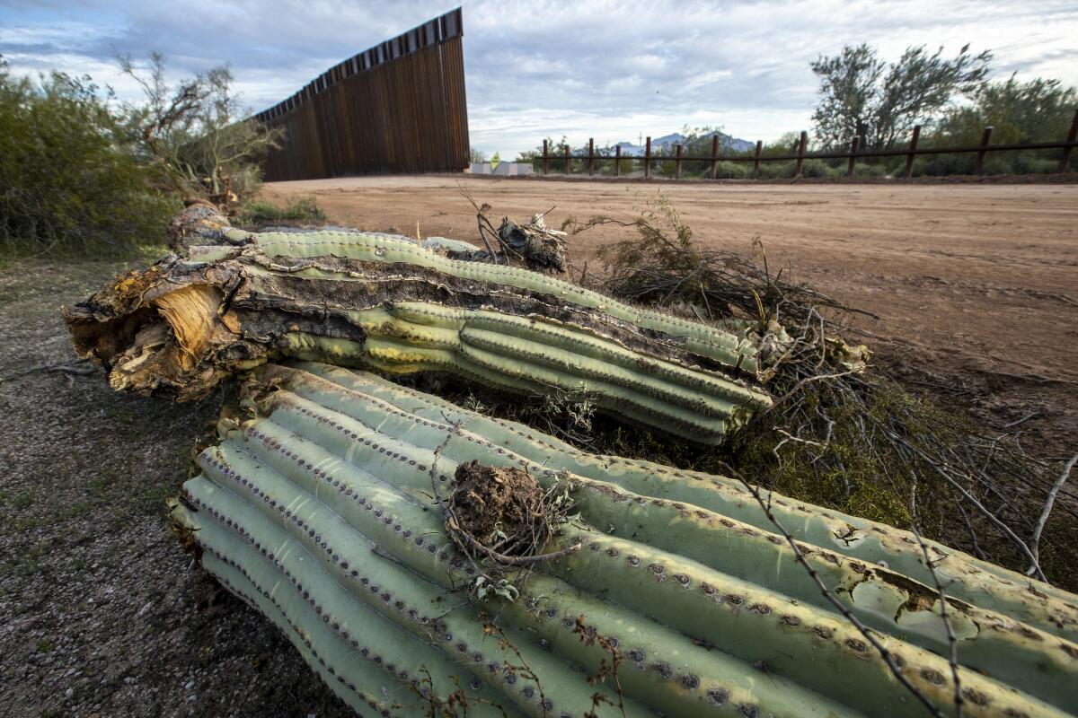 Dead saguaro cactus