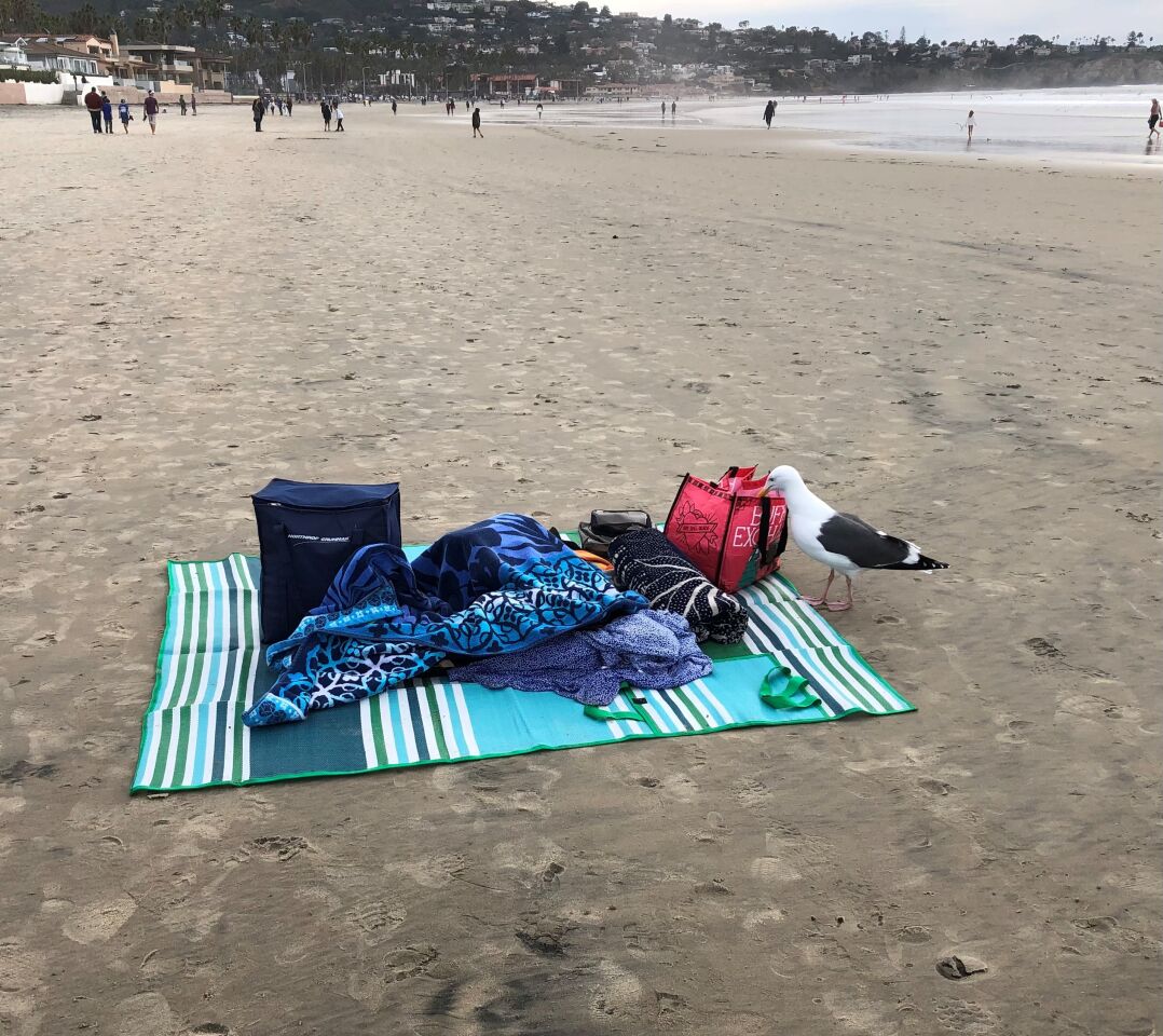 A picnic bag thief is caught in the act at La Jolla Shores.