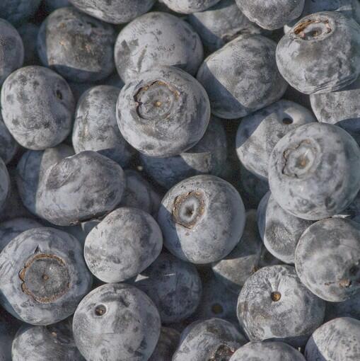 Maru variety of rabbiteye blueberries
