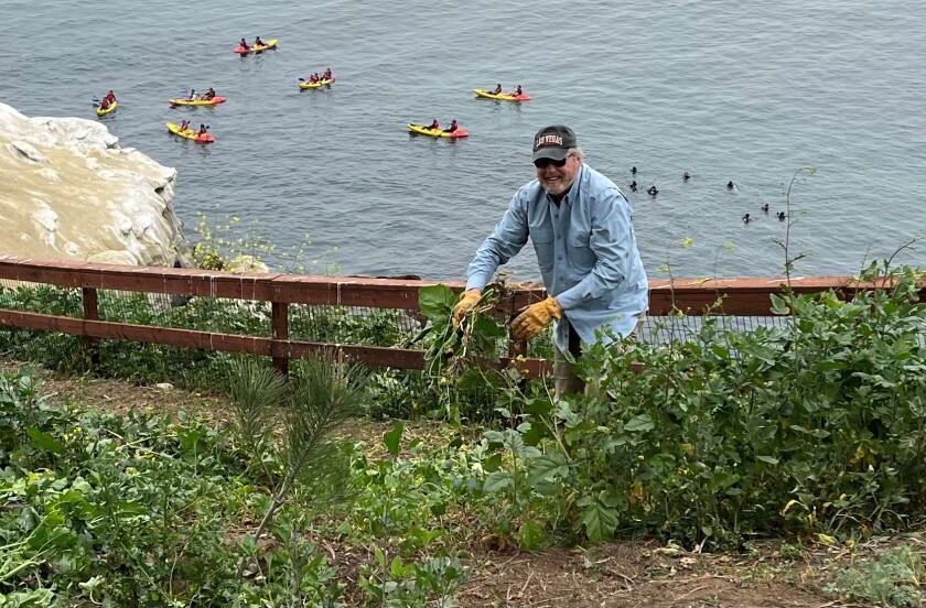 Kayakers offshore provide a backdrop for pulling weeds along La Jolla's Coast Walk Trail on March 26.