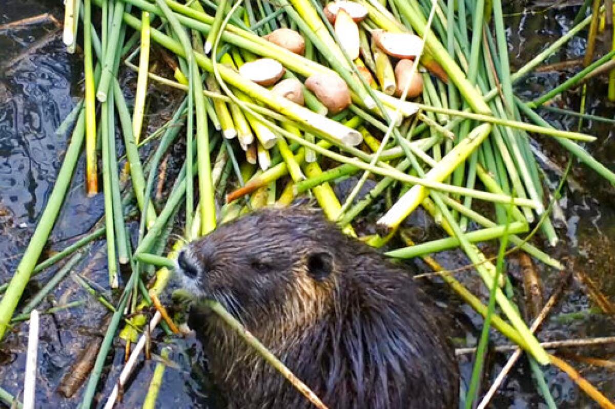 2019 photo provided by the California Department of Fish and Wildlife shows a nutria in Merced County, Calif.