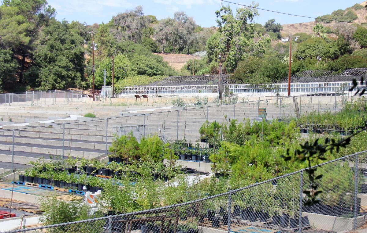 City Plants native tree nursery fills a small corner of the Commonwealth Nursery's empty terraced growing areas.