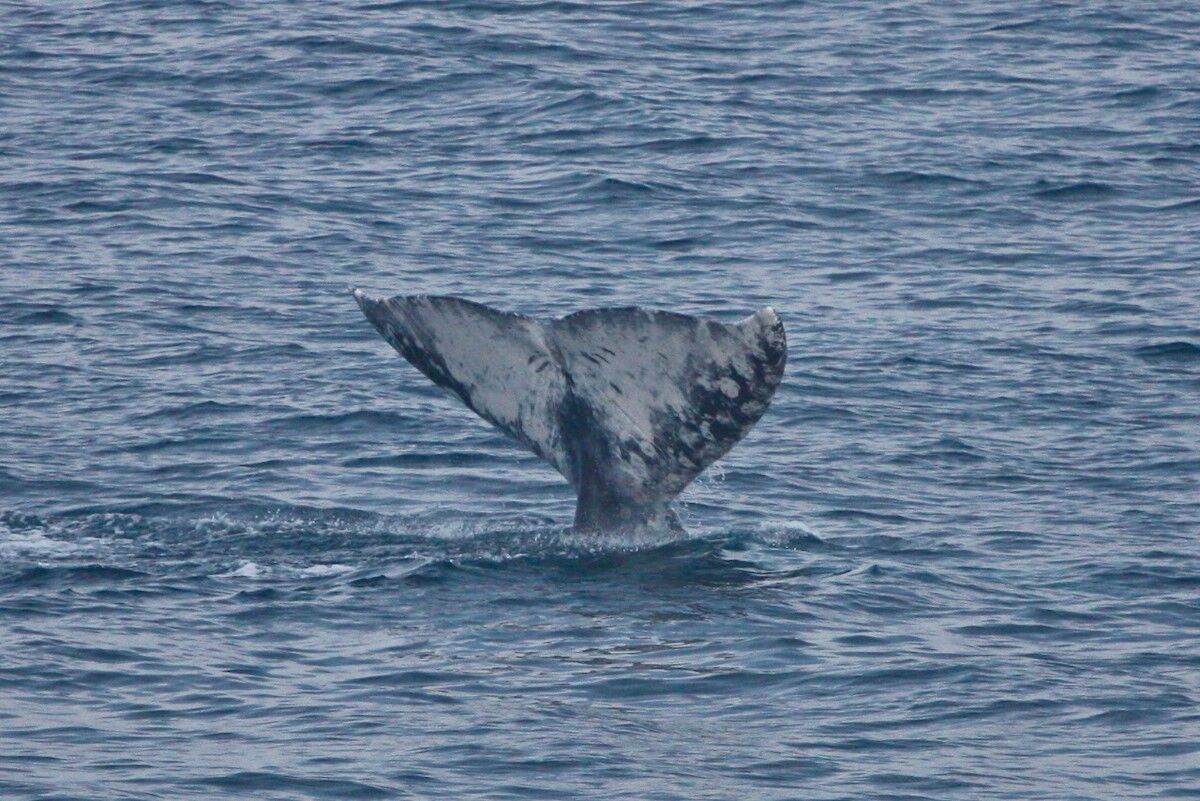 Watchers along La Jolla’s coast may be treated to a gray whale’s tail rising from the sea.