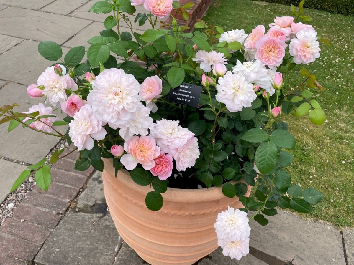 Newly released in the United Kingdom in 2022 in honor of the Queen is David Austin shrub rose, ‘Elizabeth.’