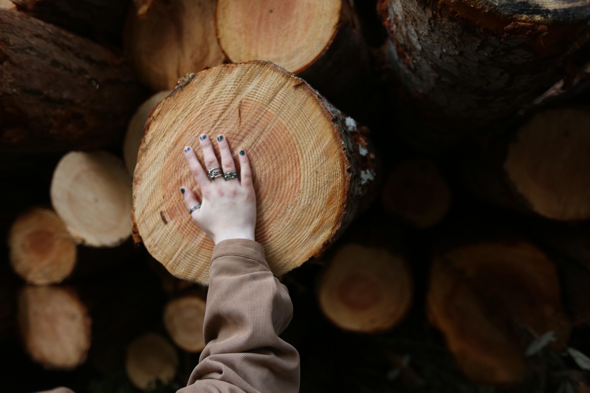 A youth activist places her hand over a tree cut down by loggers.