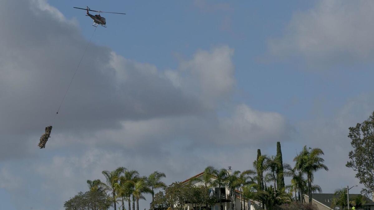 A major thinning of non-native palm trees in Tierrasanta is in progress with crews felling the trees, then airlifting them to a middle school parking lot for removal.