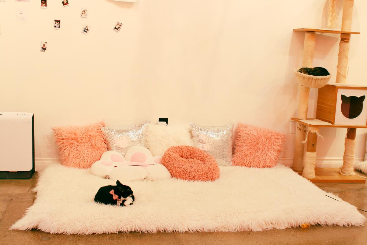 A cat sleeps on a fluffy mat with many pillows on it; there is a cat tree in the background.
