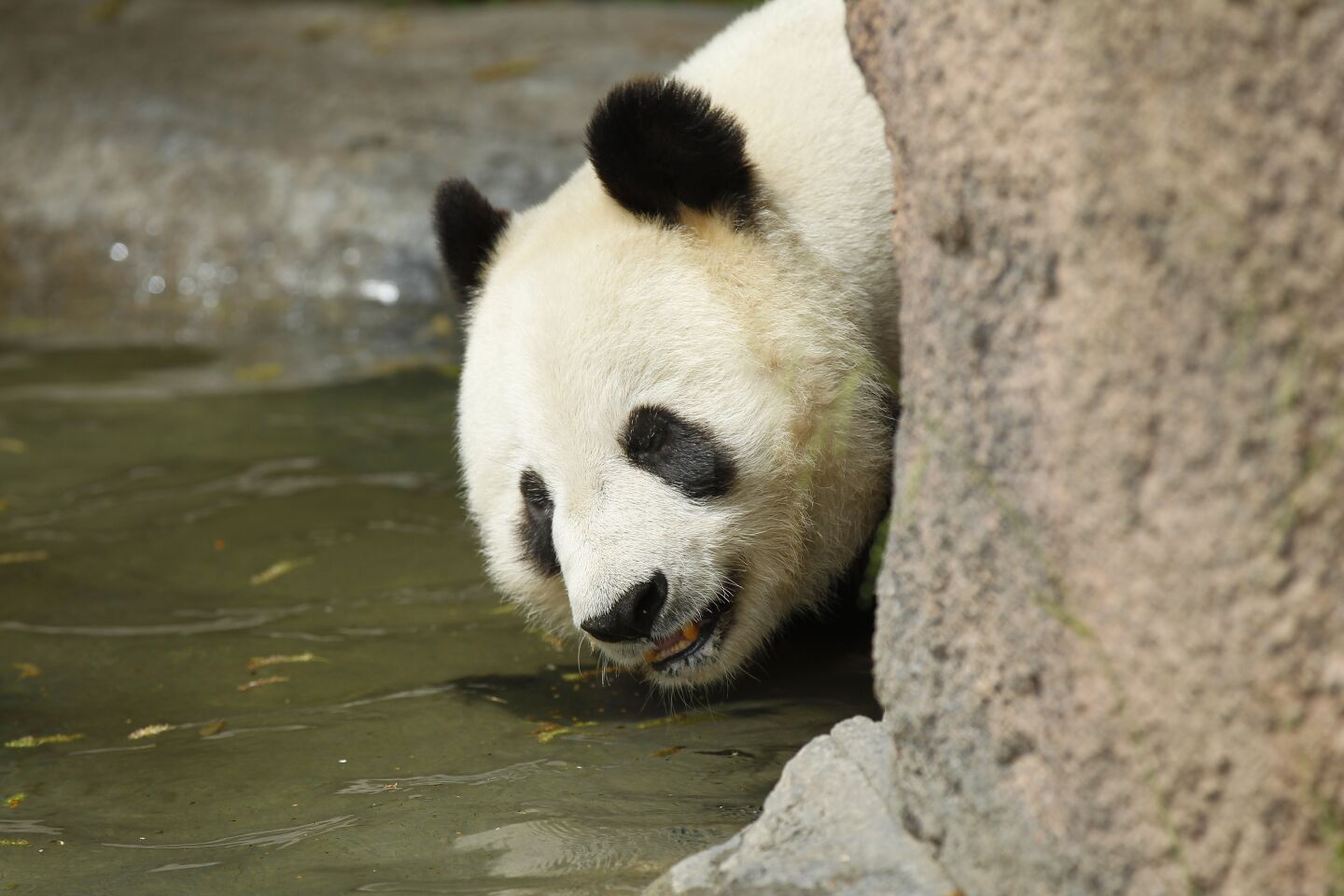 Panda Bai Yun, 27, relaxes in the water in her enclosure at the San Diego Zoo on April 16, 2019. The last public day to see the pandas is April 29th, before they head back to China.