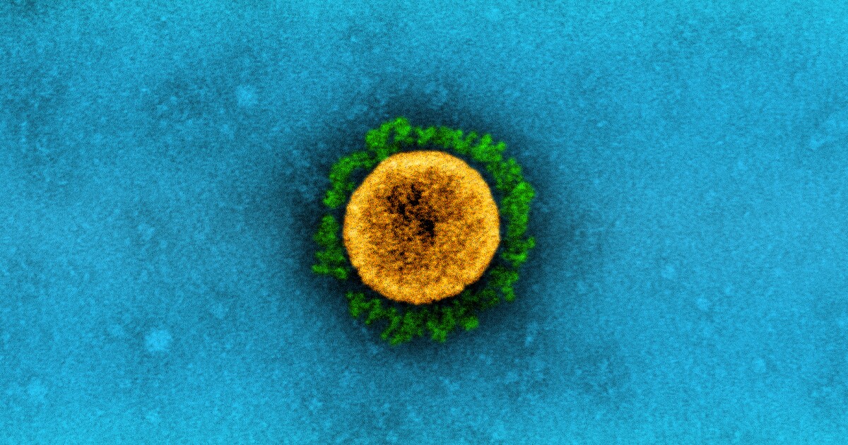 Immunity to coronavirus infection comparable to COVID vaccine