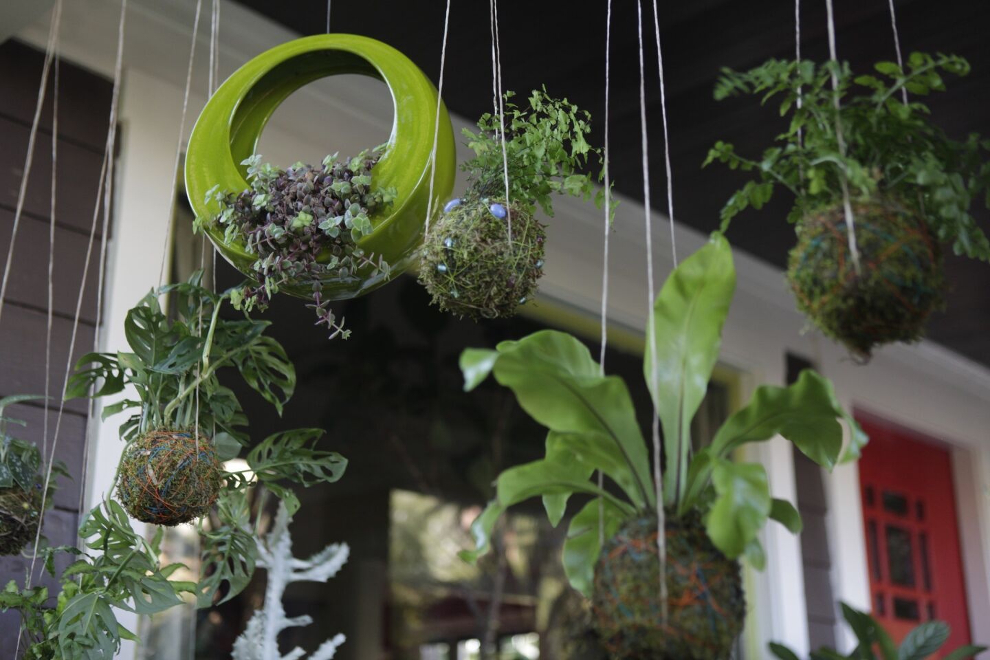 The hanging plants are ferns and philodendrons planted in sphagnum moss, bonsai mix and peat moss. Gutierrez wraps them with colorful twine, adds beaded accents and hangs them from the ceiling with twine-covered wire from a craft store. To keep them from drying out, she submerges them in a bowl of water.