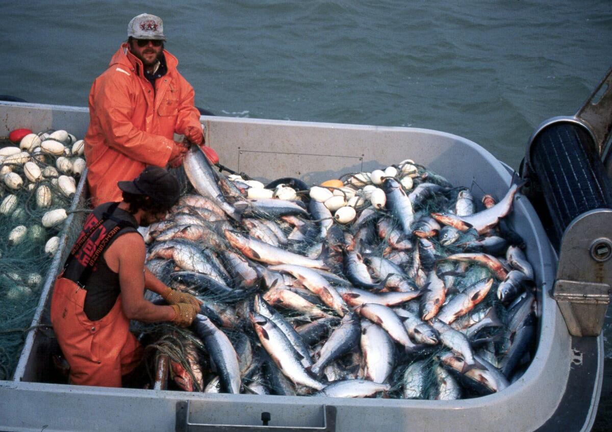 Two Bristol Bay fishermen pull sockeye salmon from a net near Naknek, Alaska. A Washington senator led a protest against a proposed mine in Bristol Bay, which a federal study showed would harm salmon.