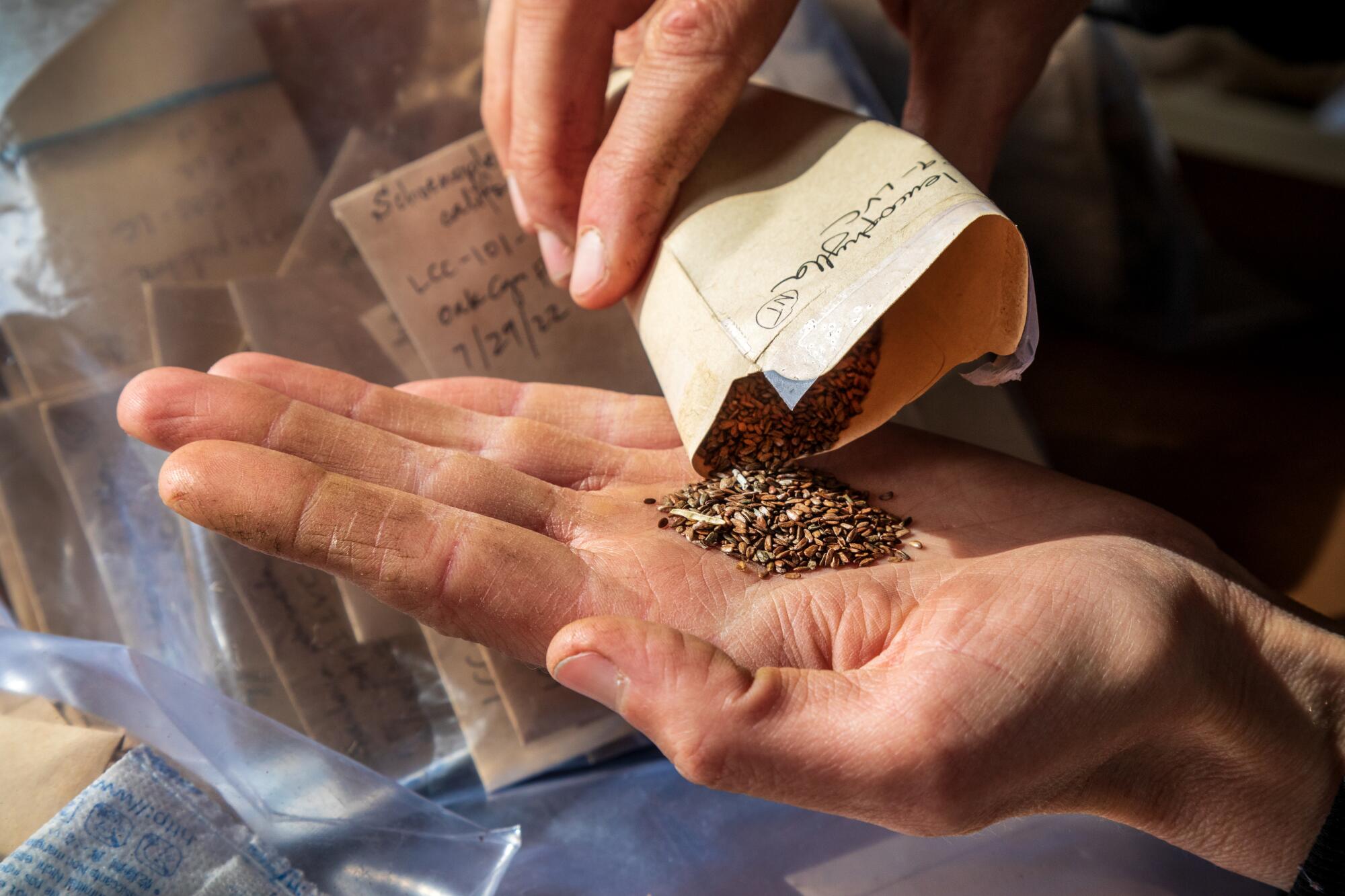 Wallis Annenberg Wildlife Crossing Project Nursery manager Katherine Pakradouni with Salvia leucophylla seeds at the nursery.