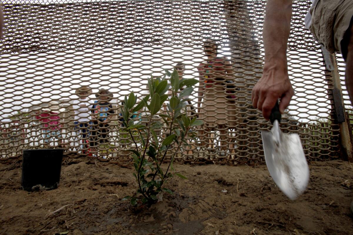 A tree is planted at the border fence.
